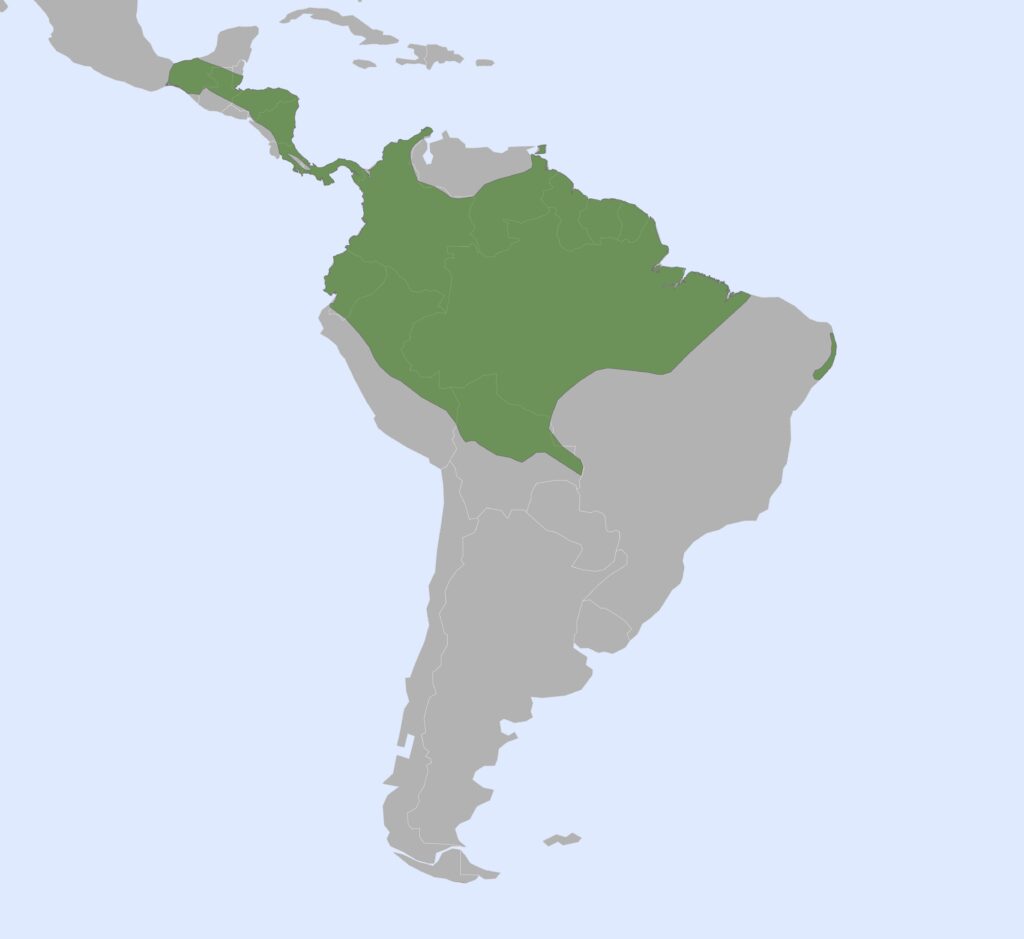 A distribution map depicting Cyclopedidae primarily in northern and central South America, with some presence in Central America. The range is concentrated in the Amazon Basin and does not extend to southern parts of the continent.