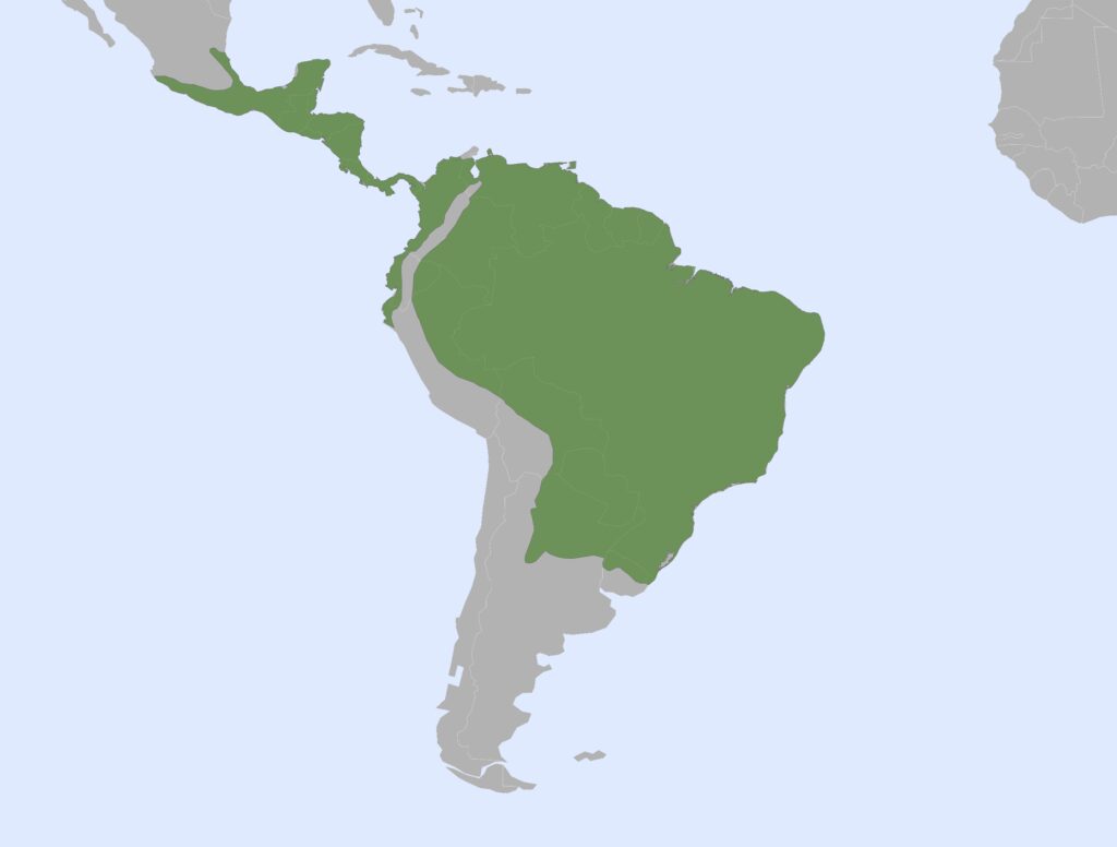 A distribution map of Myrmecophagidae in Central and South America, with green indicating the range. The range covers most of the Amazon rainforest and extends into parts of Central America but does not reach southern South America.