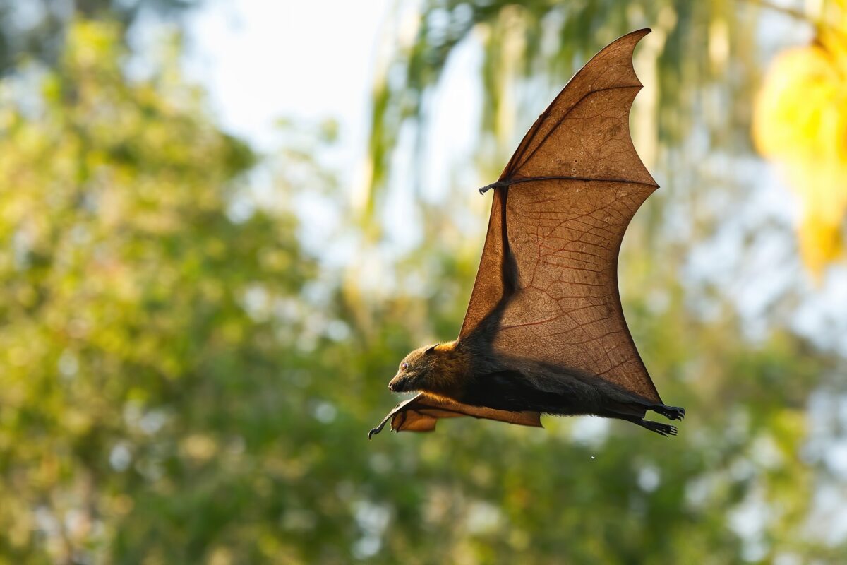 Grey headed flying fox in flight with trees in the background