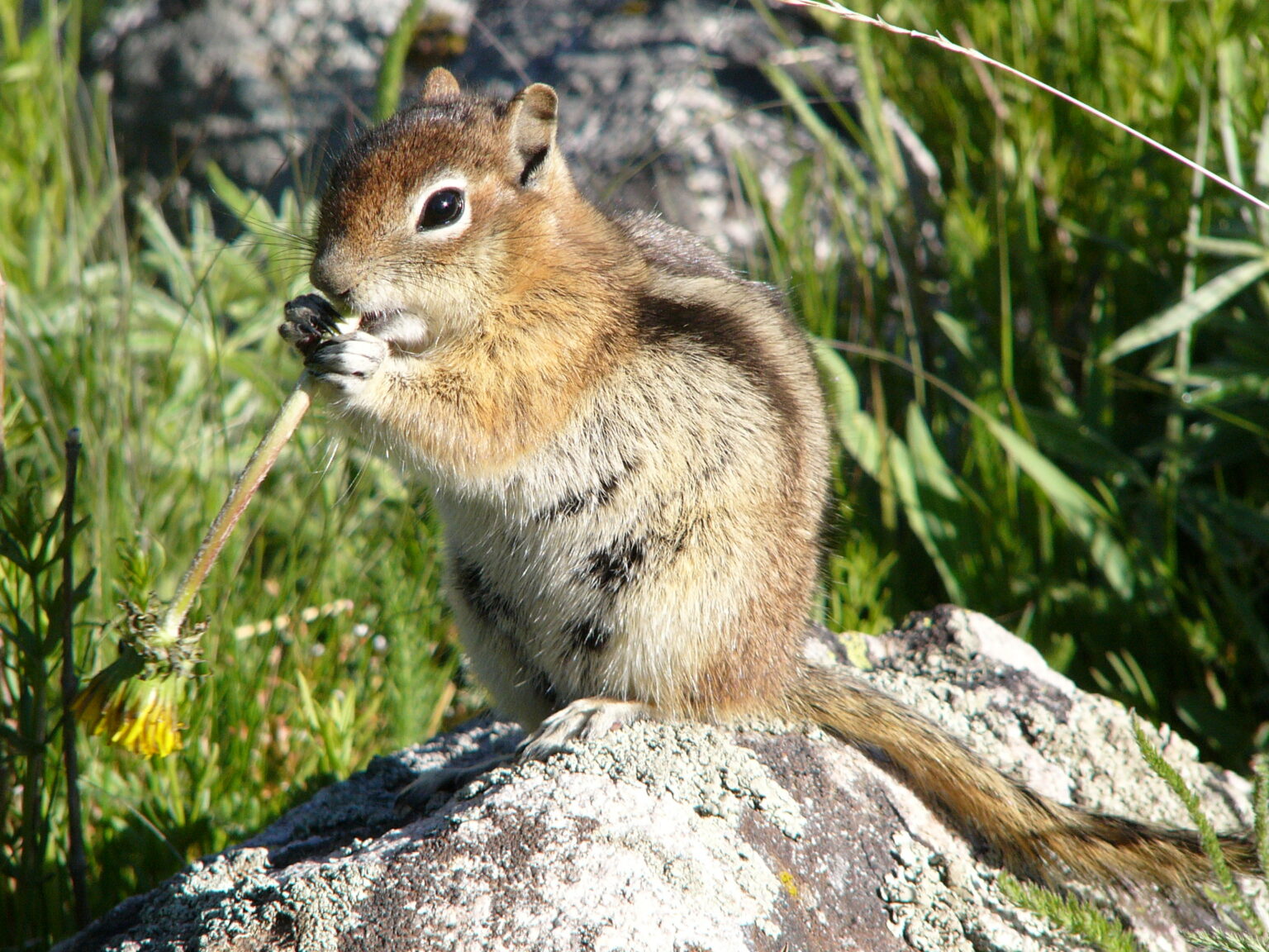 Order Rodentia – The Mammal Lab